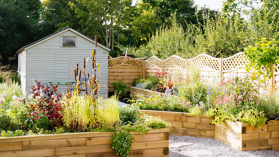 Sunny garden with raised wooden planters full of colorful plants beside a white shed and lattice fence. Lush greenery surrounds the area.