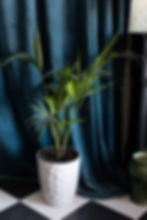 Tall green plant in a textured white pot, set against deep teal curtains. Checkerboard floor and patterned wallpaper in the background.