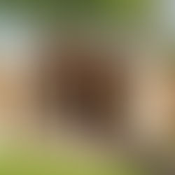 How to Frame a Super-Strong, Low-Cost Shed