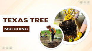 Texas Tree Mulching Guide: When, Why, & How to Replace for Optimal Health