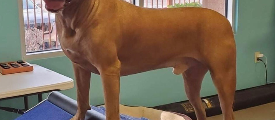 Yogi, Forever in our Hearts