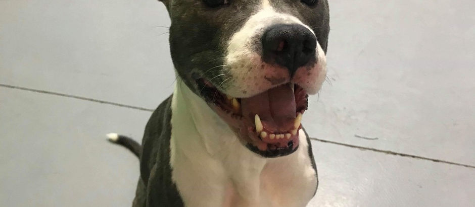 It's the $5 For Fido Fundraiser