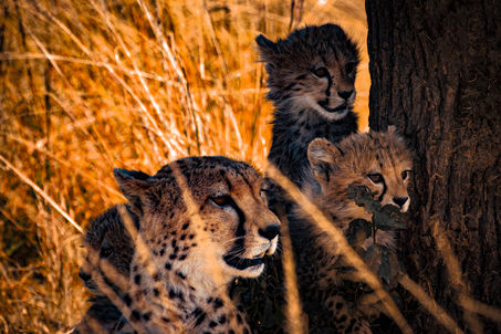 Cheatah Mother with Three Cubs