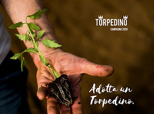 campagna-2020-torpedino-ok (1).jpg