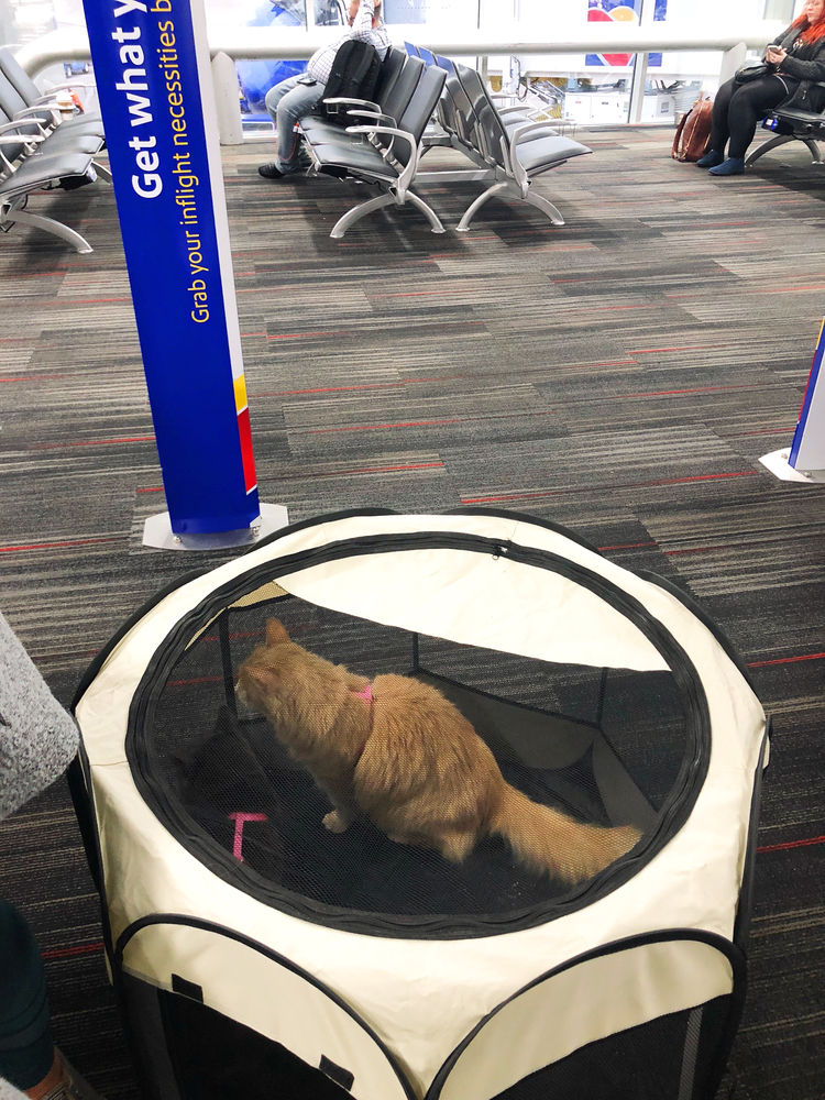 The 10 Essentials for Traveling With Cats on a Plane