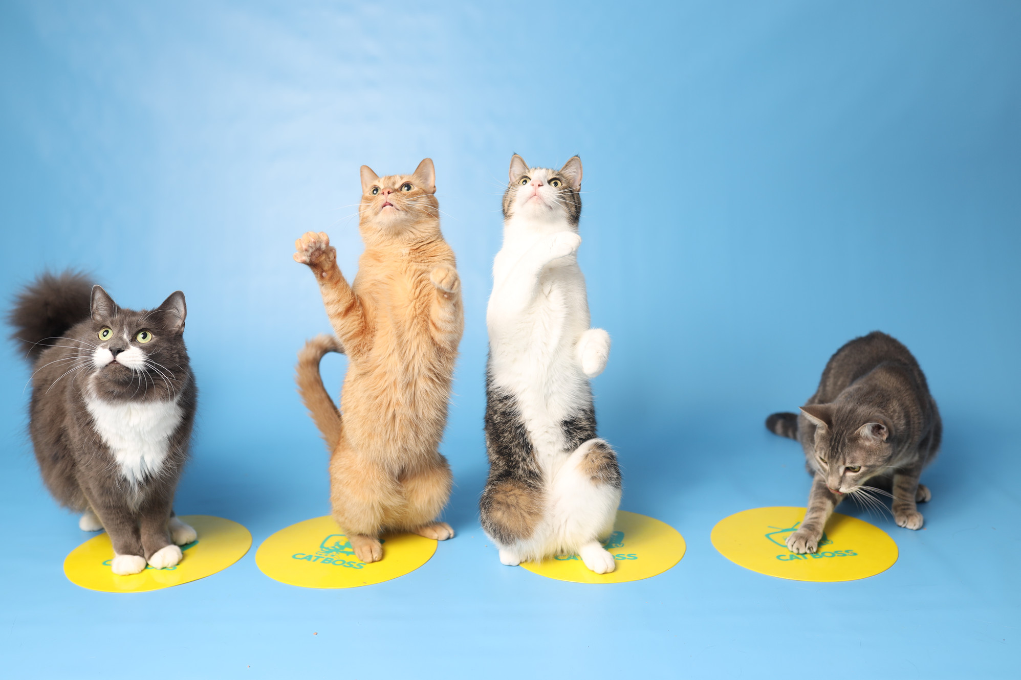 Cat Trick Training CatBoss TV