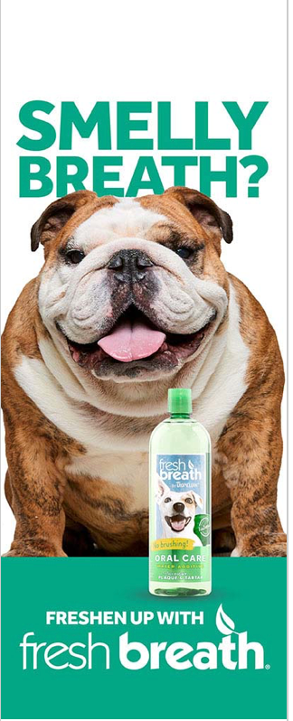 Thumbnail: Studio Animal Actor Mini Workshop