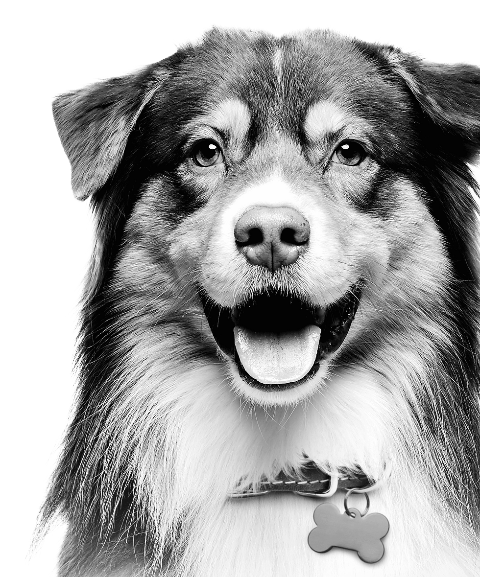 Thumbnail: Studio Animal Actor Mini Workshop