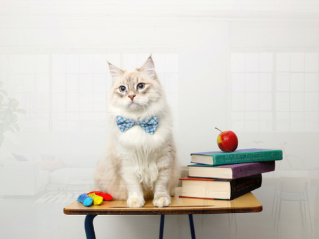 The Cat Training Rosetta Stone: Charging the Marker