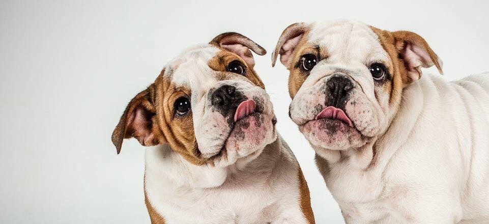 Thumbnail: Studio Animal Actor Mini Workshop