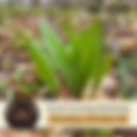 Forest Farming Workshop
