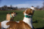 Thumbnail: The E-Collar Bun-G