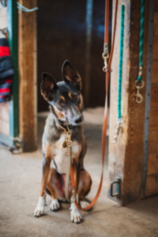 The Two-Tone No-Hands Leash