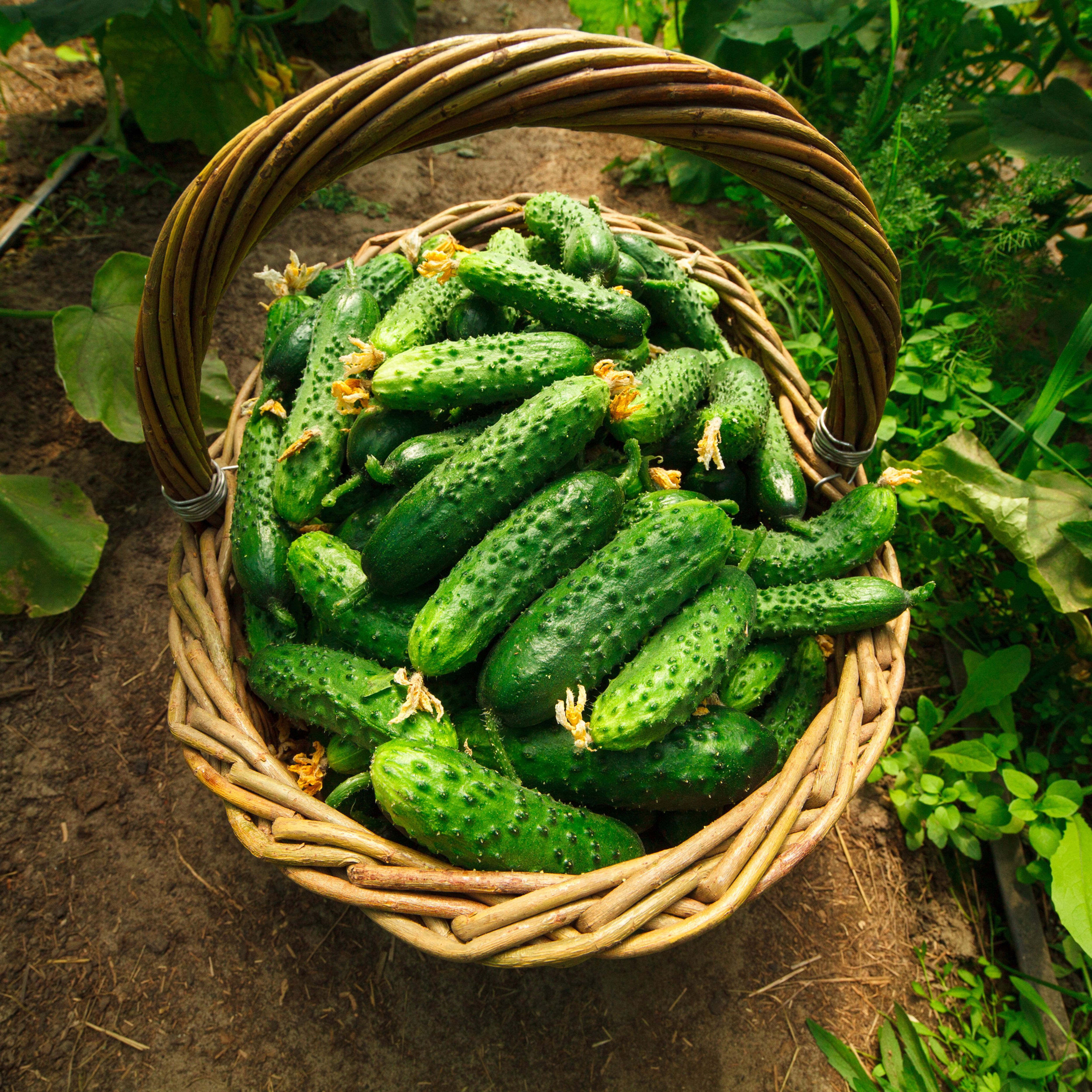 Jessica's Organic Piccolino Cucumber (1 lb)