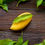 Thumbnail: Organic Nam Doc Mai Mango (0.75 lb ea)
