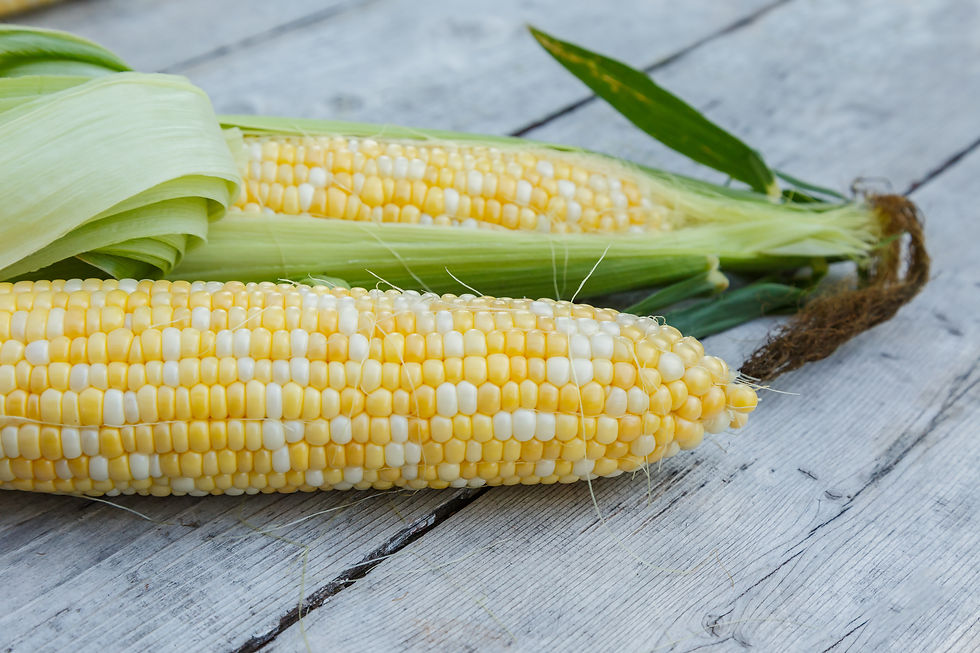 Organic Bi-Color Corn (ea)
