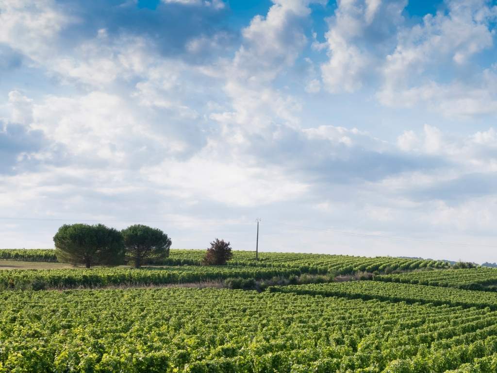 Rangs de vignes dans un paysage ouvert, sous un ciel clair avec quelques arbres à l’horizon.