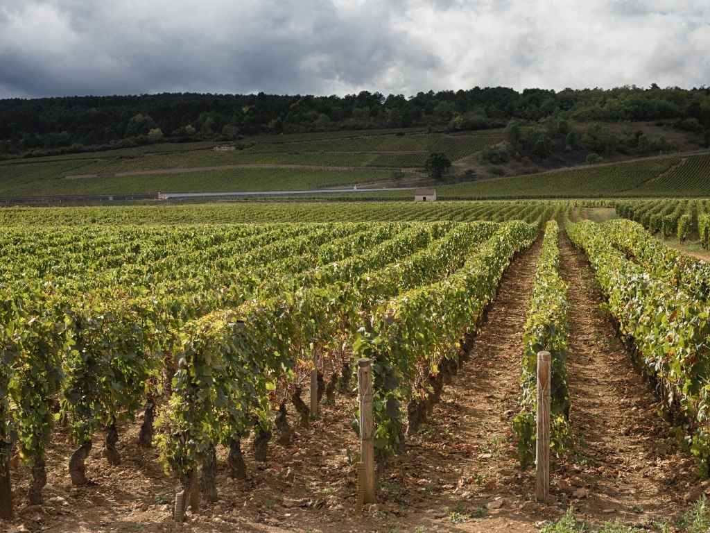 Rangées de vignes sous un ciel sombre, avec un contraste marqué entre sol et feuillage.