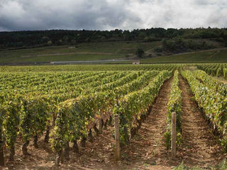 Rangées de vignes sous un ciel sombre, avec un contraste marqué entre sol et feuillage.