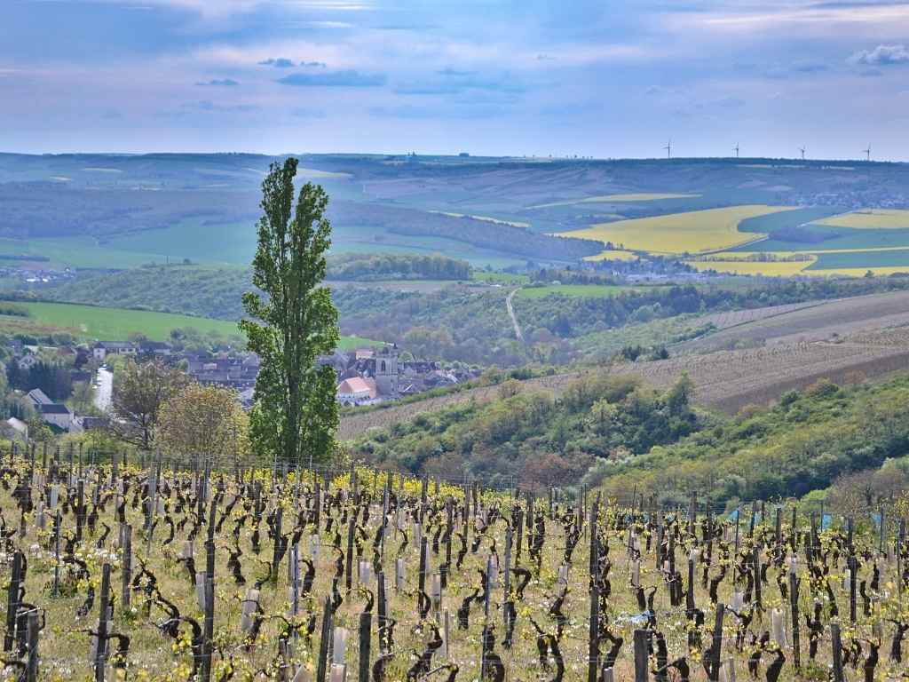 Table conviviale, vignoble et idées d'accords mets-vins avec Chablis