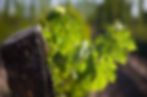 Plant de Malbec peu après le débourrement.