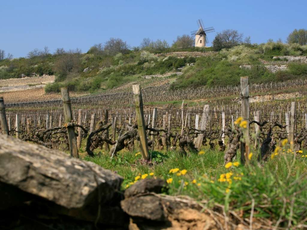 Vieilles vignes et muret de pierre sous ciel clair, avec une cabotte en hauteur.