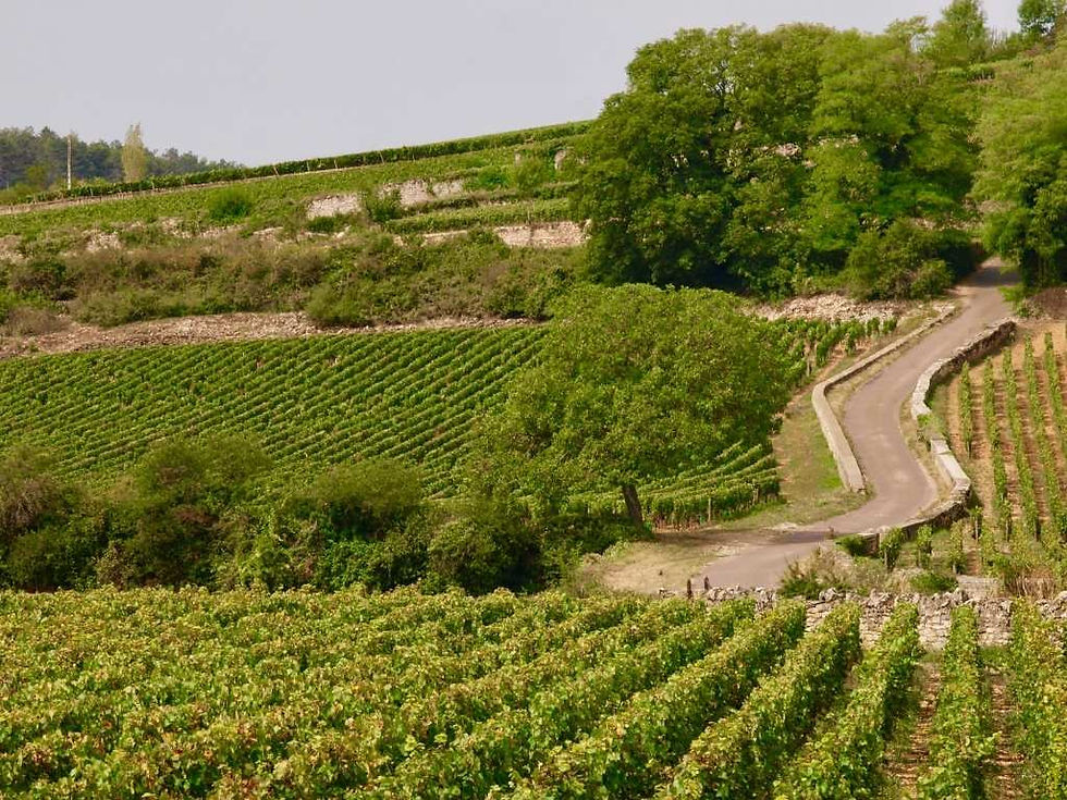 Que manger avec un Hautes-Côtes de Beaune rouge ?