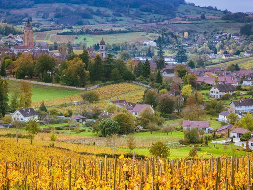 Que manger avec ... un Côtes du Jura blanc ?