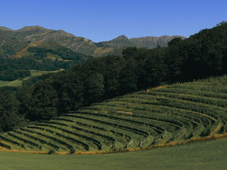 Le vignoble d'Irouléguy sur les pentes escarpées des Pyrénées.