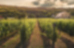 Vignoble avec une jolie maison_edited.jpg