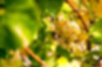 Une grappe de Chardonnay sur pied, cépage des vins blancs de Ladoix