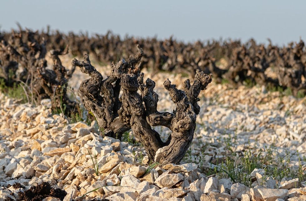 Des pieds de vignes dans les Côtes du Rhône avec des galets.