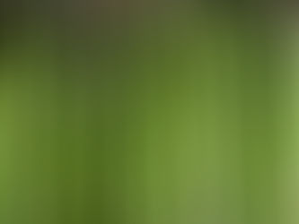 Asperges vertes alignées verticalement, avec des pointes violettes. Image en gros plan vibrant et fraîche, aucun texte visible.