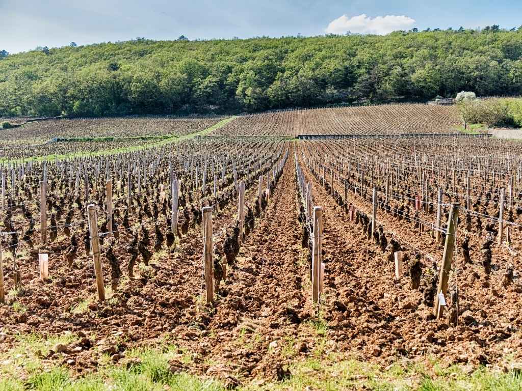 Rangées de vieilles vignes sur sol travaillé, photographiées dans l’axe des rangs.