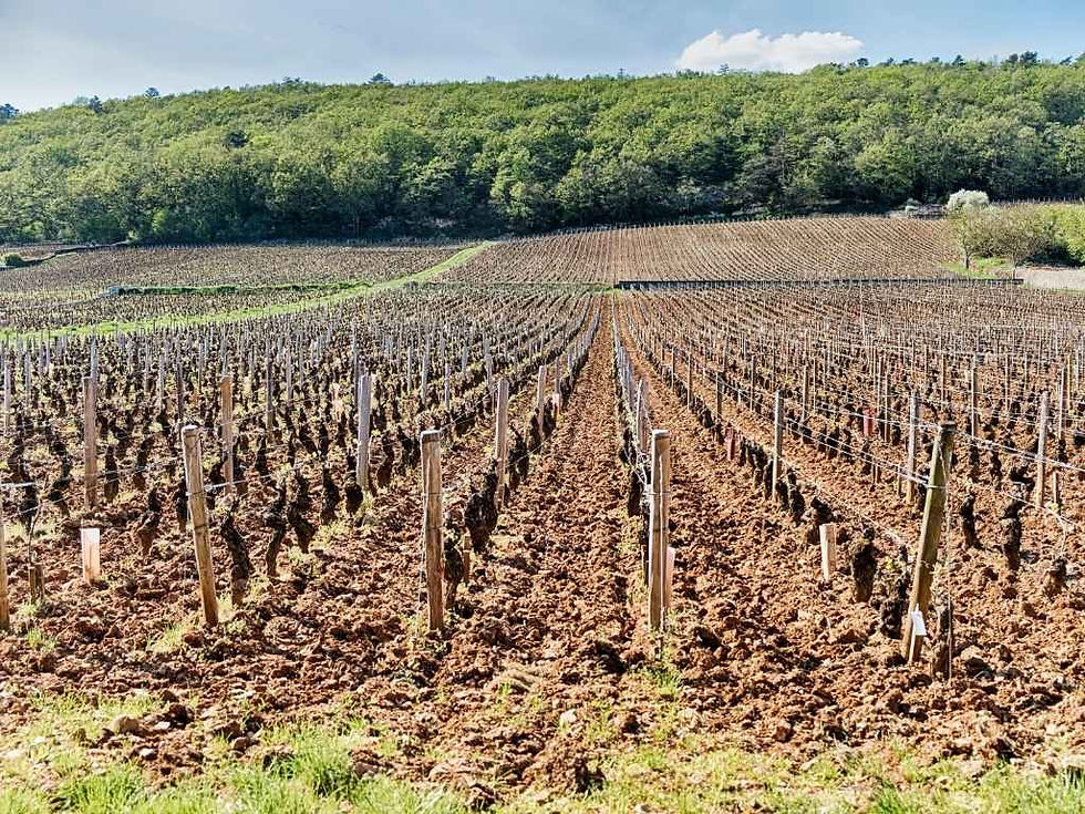 Rangées de vieilles vignes sur sol travaillé, photographiées dans l’axe des rangs.
