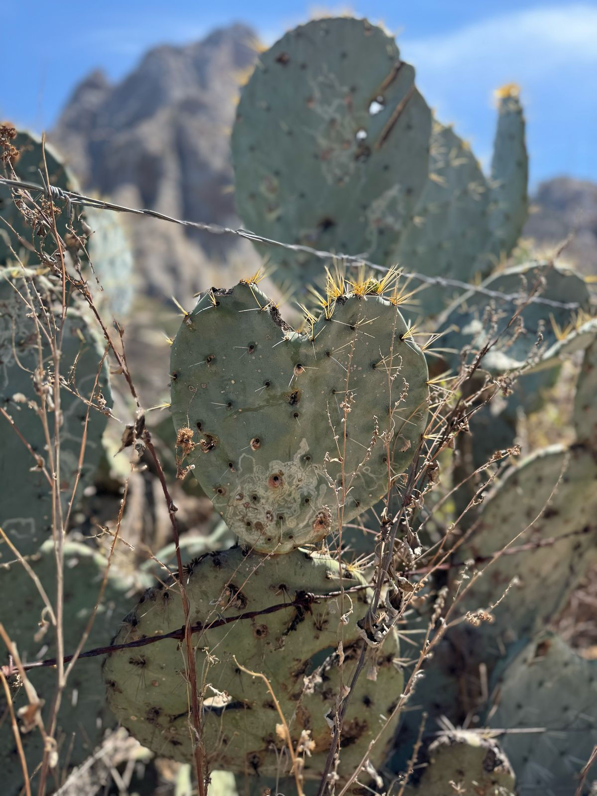 Naturaleza en el Picacho
