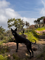 Xoloitzcuintle en hiking