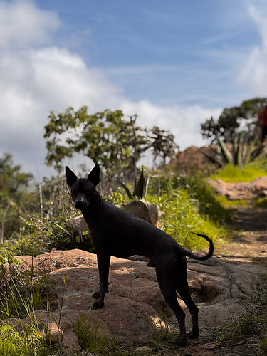 Xoloitzcuintle en hiking