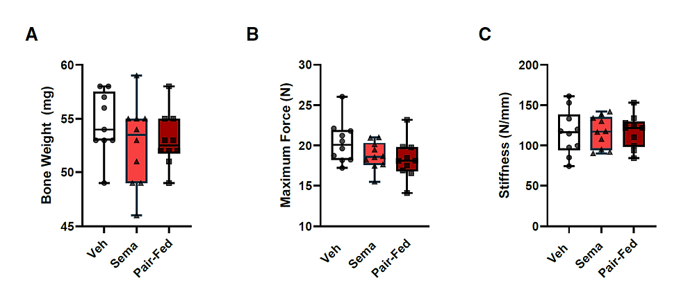 Figure 2. Effect of Bone weight, strength and stiffness amongst the three groups vehicle, semaglutide and pait-fed after 6 weeks withdrawal from the treatment in obese male mice. Image taken directly from the paper, with permission.