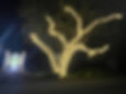 Large tree with trunk and branches wrapped in holiday lights
