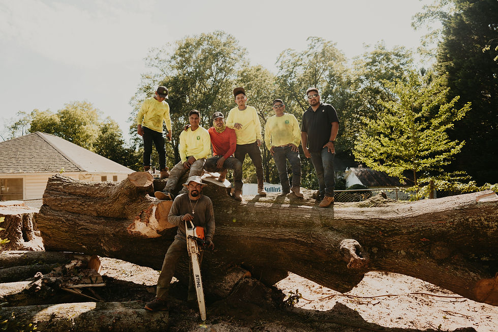Tree services Atlanta GA team posing on a large felled log.