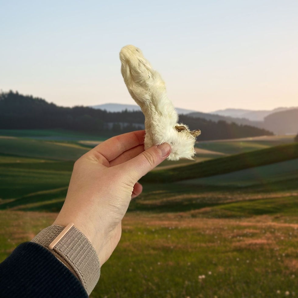Thumbnail: Hairy Rabbit Feet