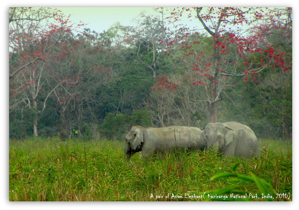 A pair of Asian Elephant