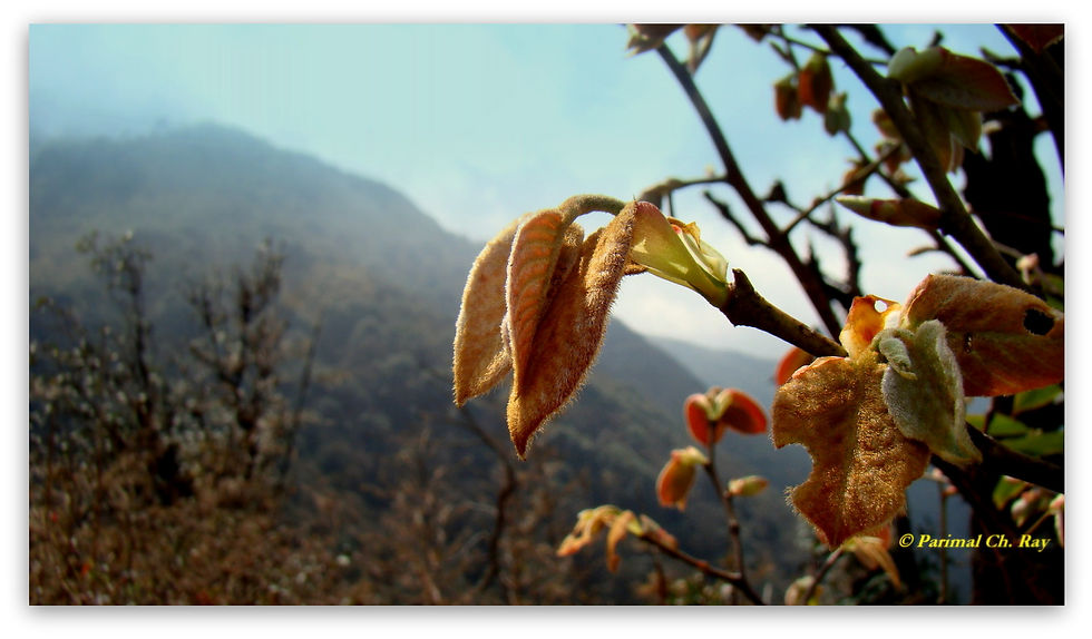 Eagle Nest WLS, Arunachal Pradesh