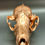 Thumbnail: Copper Plated Racoon Skull