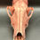 Thumbnail: Copper Plated Coyote Skull with Raw Teeth
