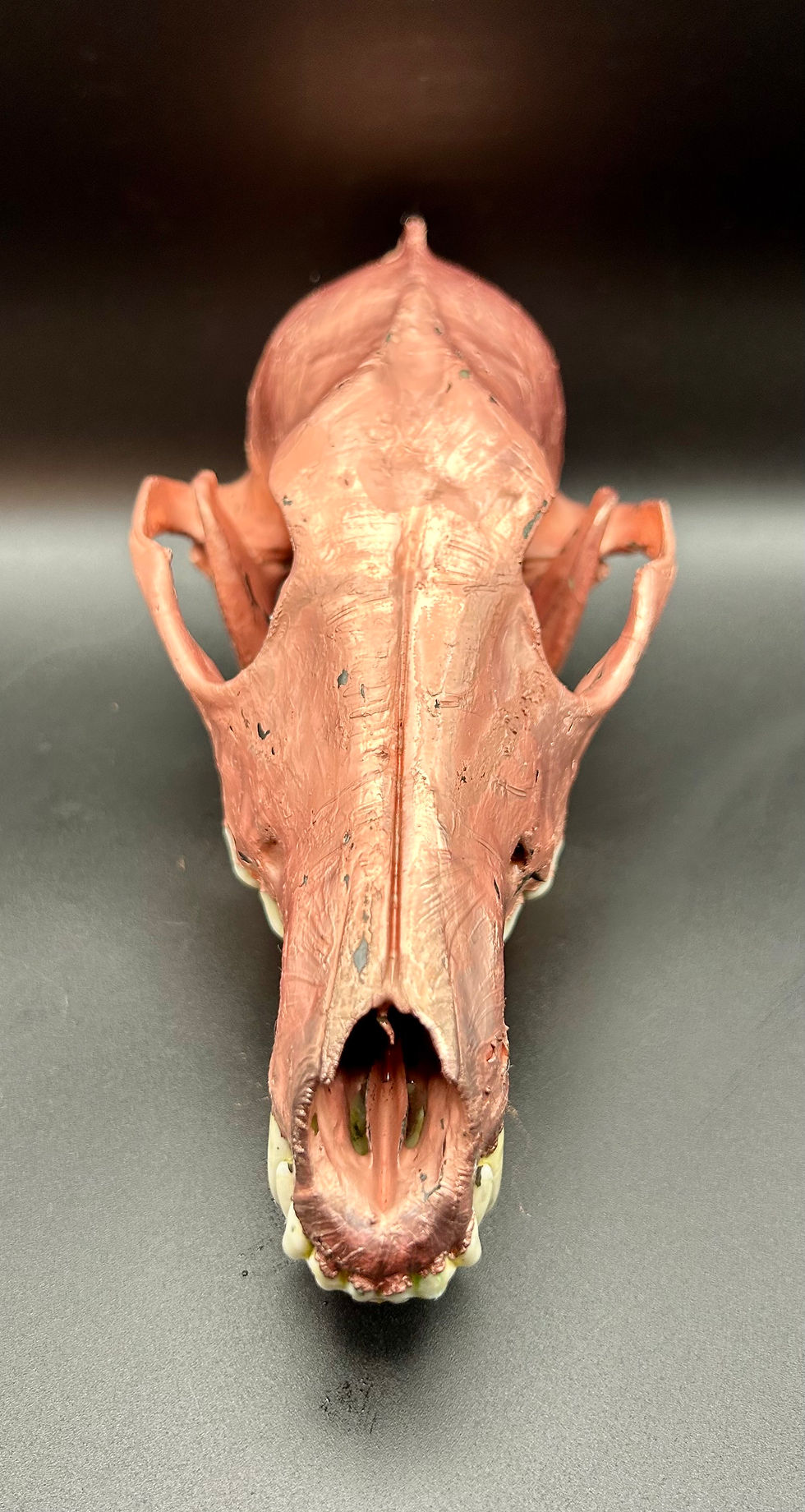 Thumbnail: Copper Plated Coyote Skull with Raw Teeth