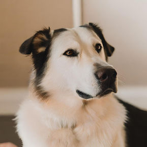 Serenity for Paws: A Comprehensive Guide on How to Calm Your Canine Companion