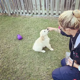 1 hr In Home PUPPY BASICS Session