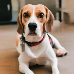 Beagle Health Guide: Understanding Common Ailments and Prevention Strategies